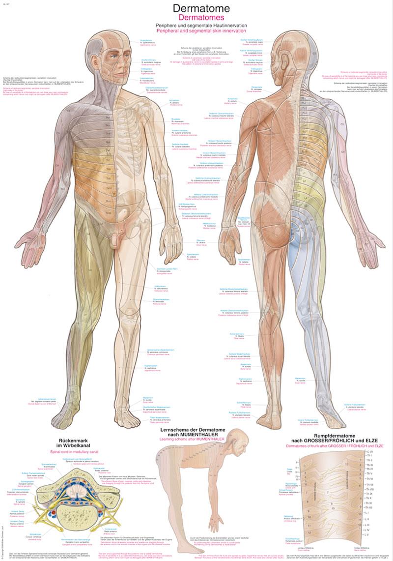Hochwertige anatomische Lehrtafel
