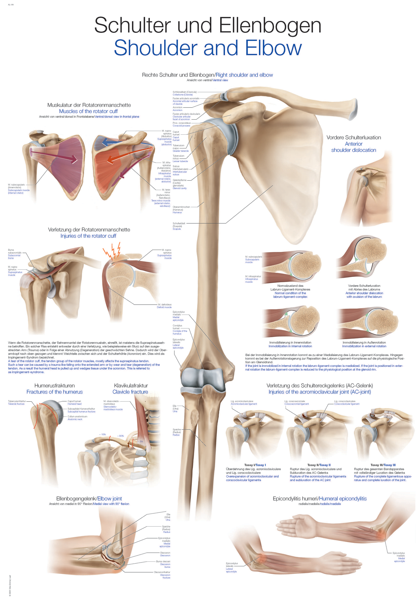 Anatomische Lehrtafel "Schulter und Ellbogen"