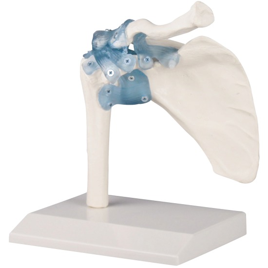 4550:Schultergelenk mit Bändern