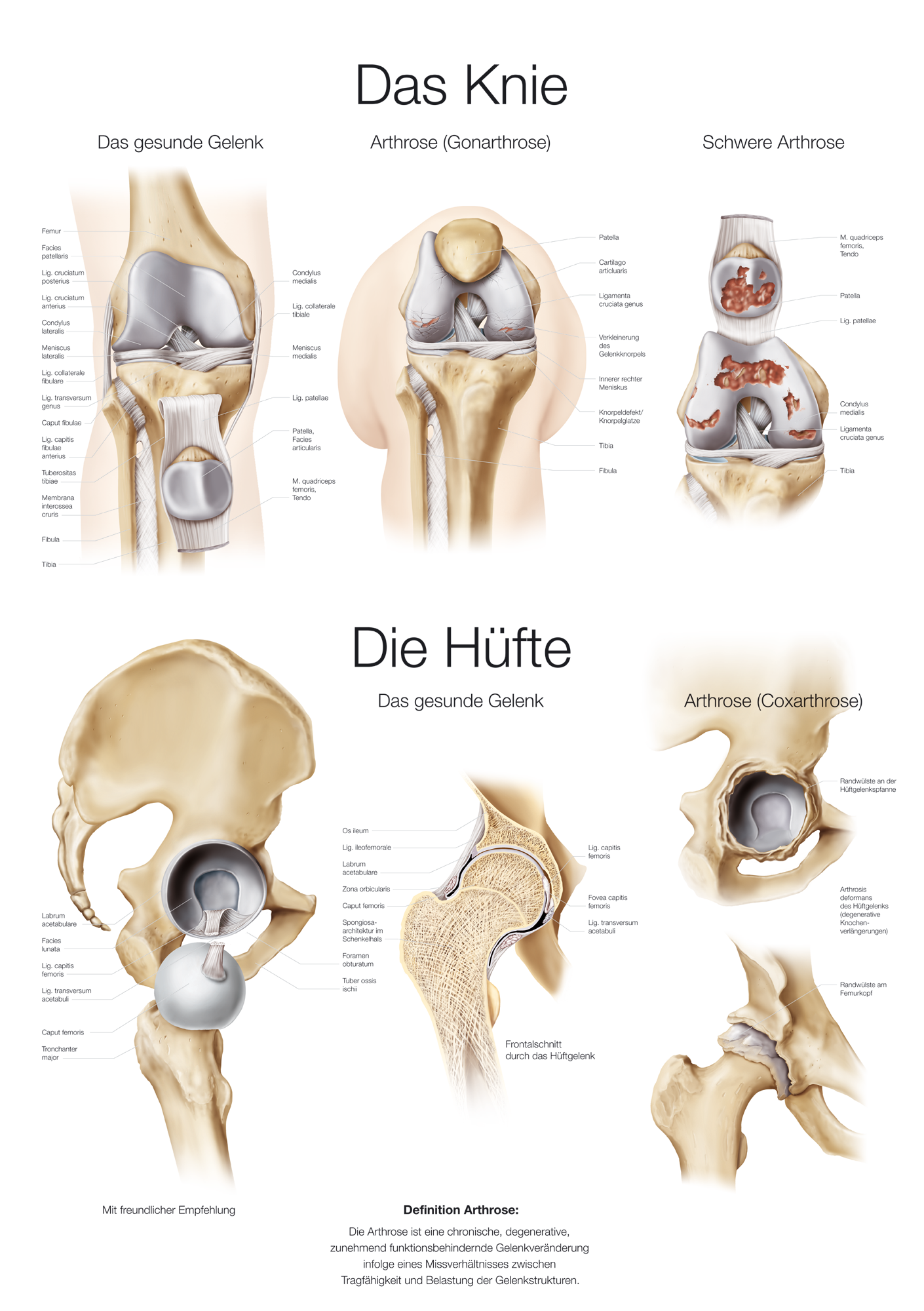 Anatomische Lehrtafel  Das Knie/Die Hüfte