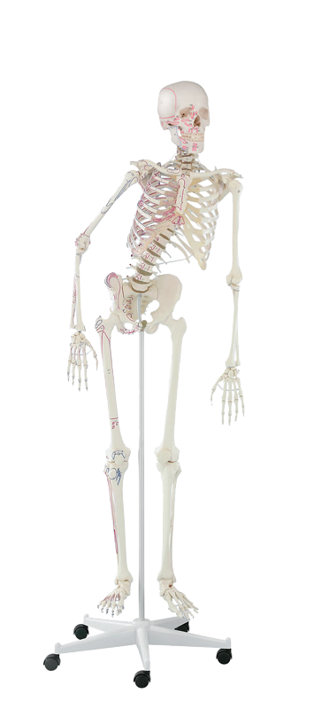 3015:Skelett Peter, Anatomisches Skelettmodell