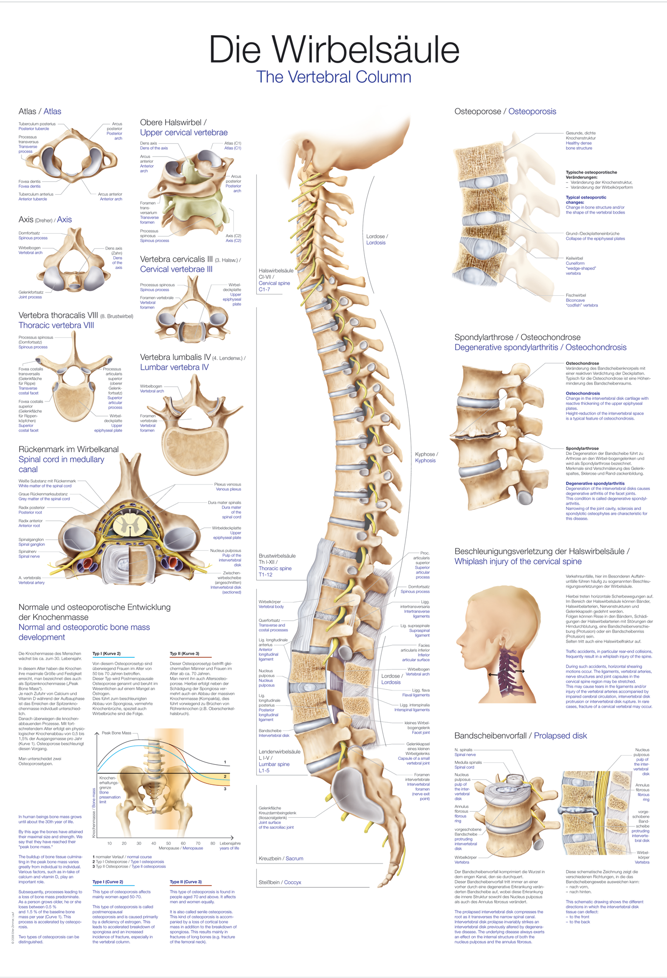 AL107:Anatomische Lehrtafel AL107:Anatomische Lehrtafel