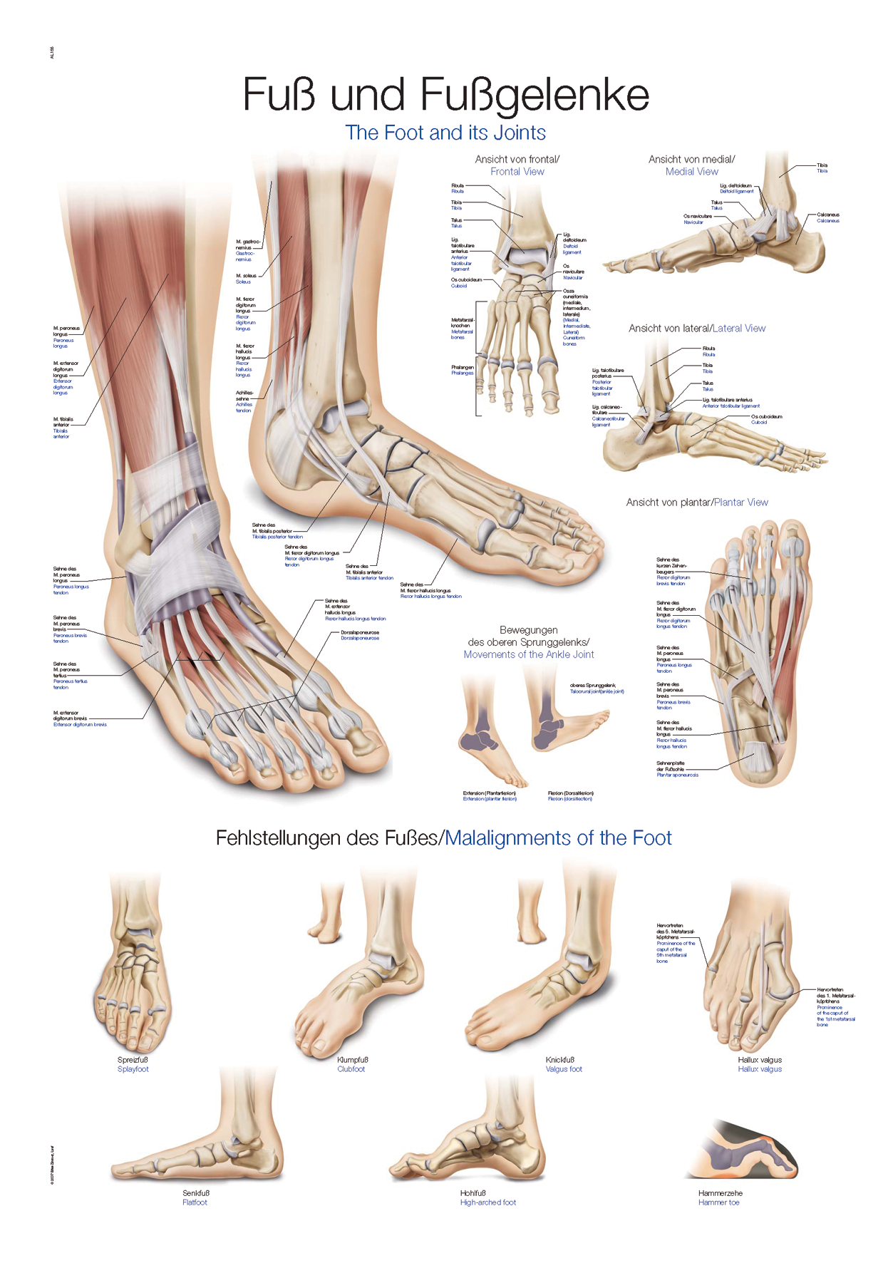 Anatomische Lehrtafel "Fuß und Fußgelenke".