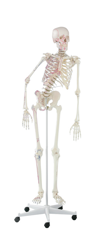 3015:Skelett Peter, Anatomisches Skelettmodell