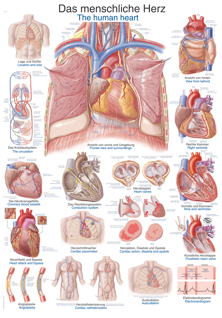 Anatomische Lehrtafel "Das menschliche Herz", Anatomietafel, Lehrtafel