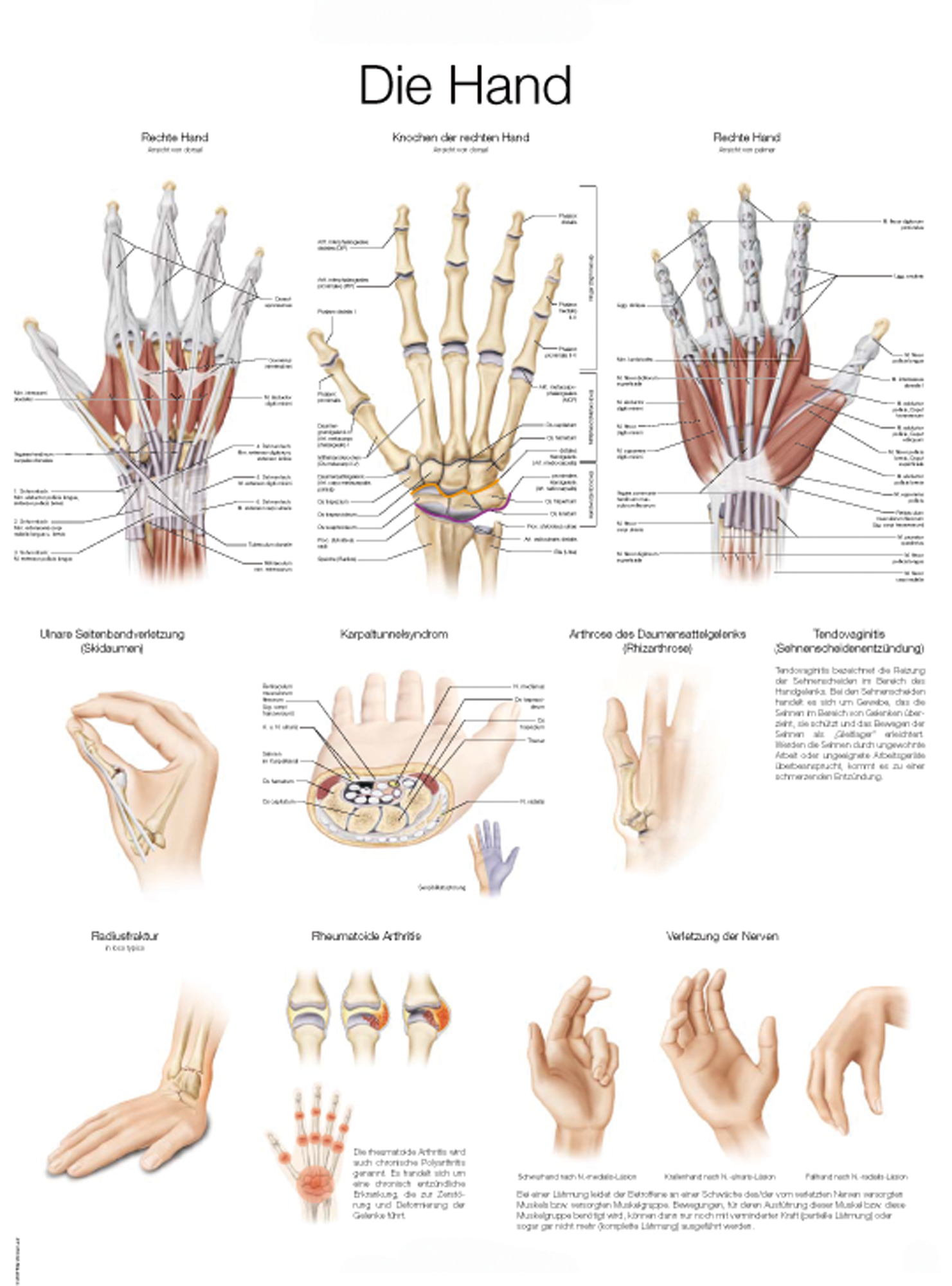 Anatomische Lehrtafel "Die Hand", Anatomieposter, Anatomietafel