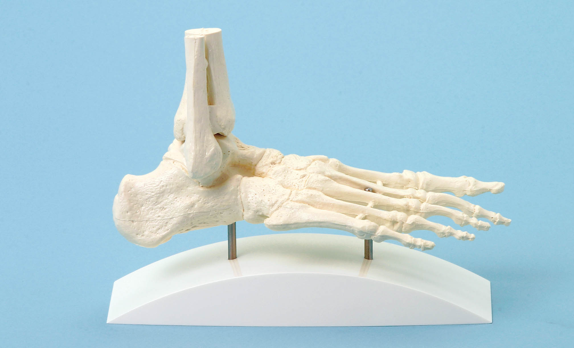 Fußskelett, Anatomisches Fußmodell