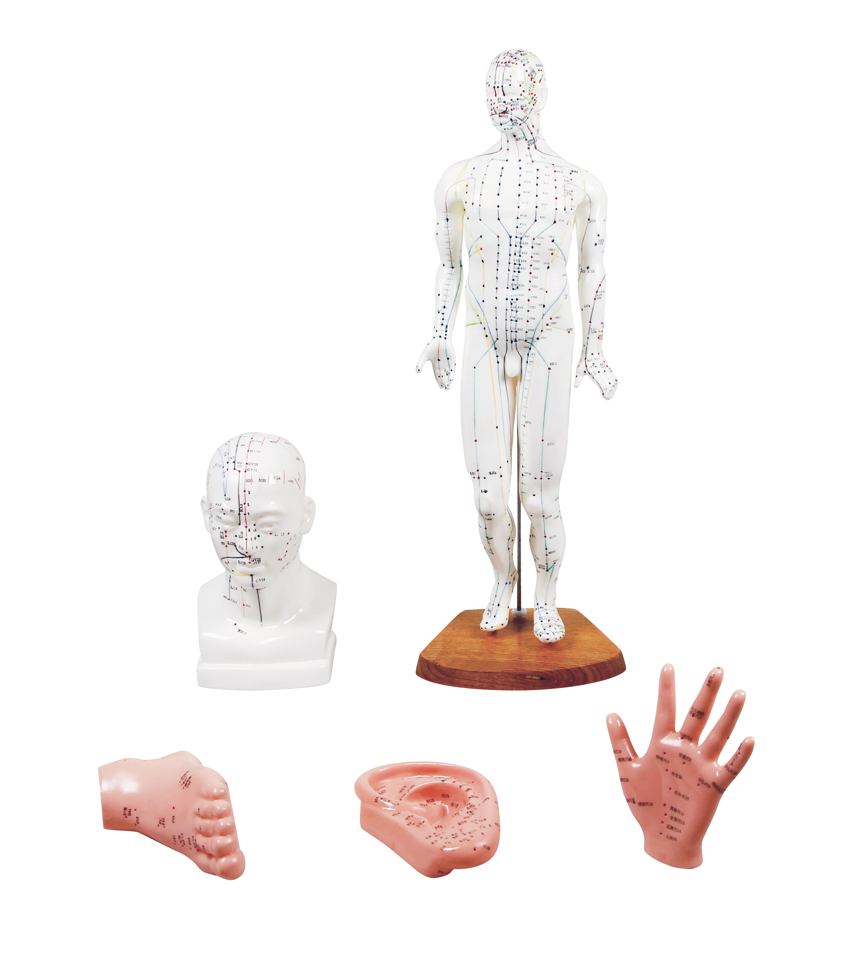 E2052:Akupunkturmodell-Set aus Kunststoff