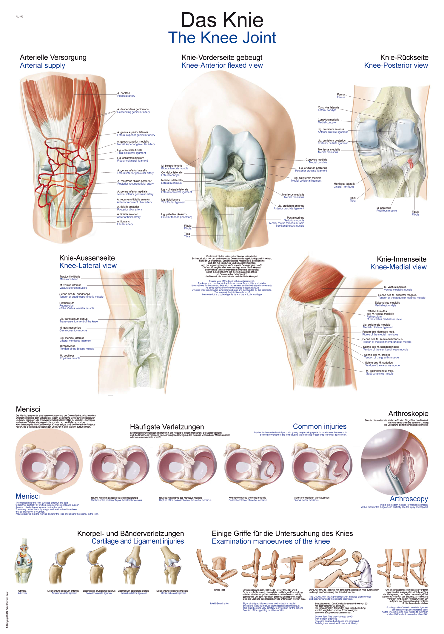 Anatomische Lehrtafel "Das Knie", Anatomieposter, Anatomietafel