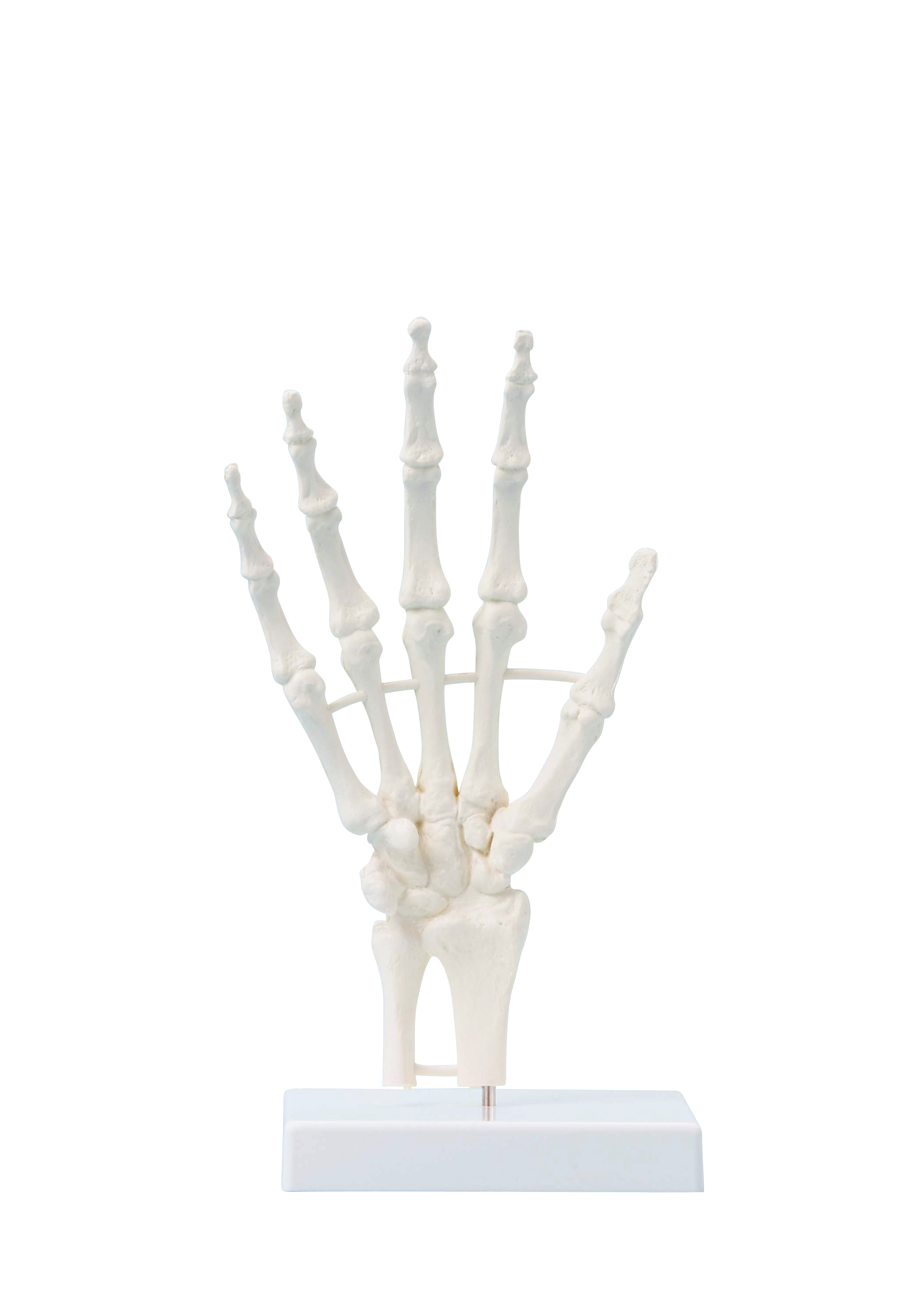 Handskelett, Skelettmodell der Hand