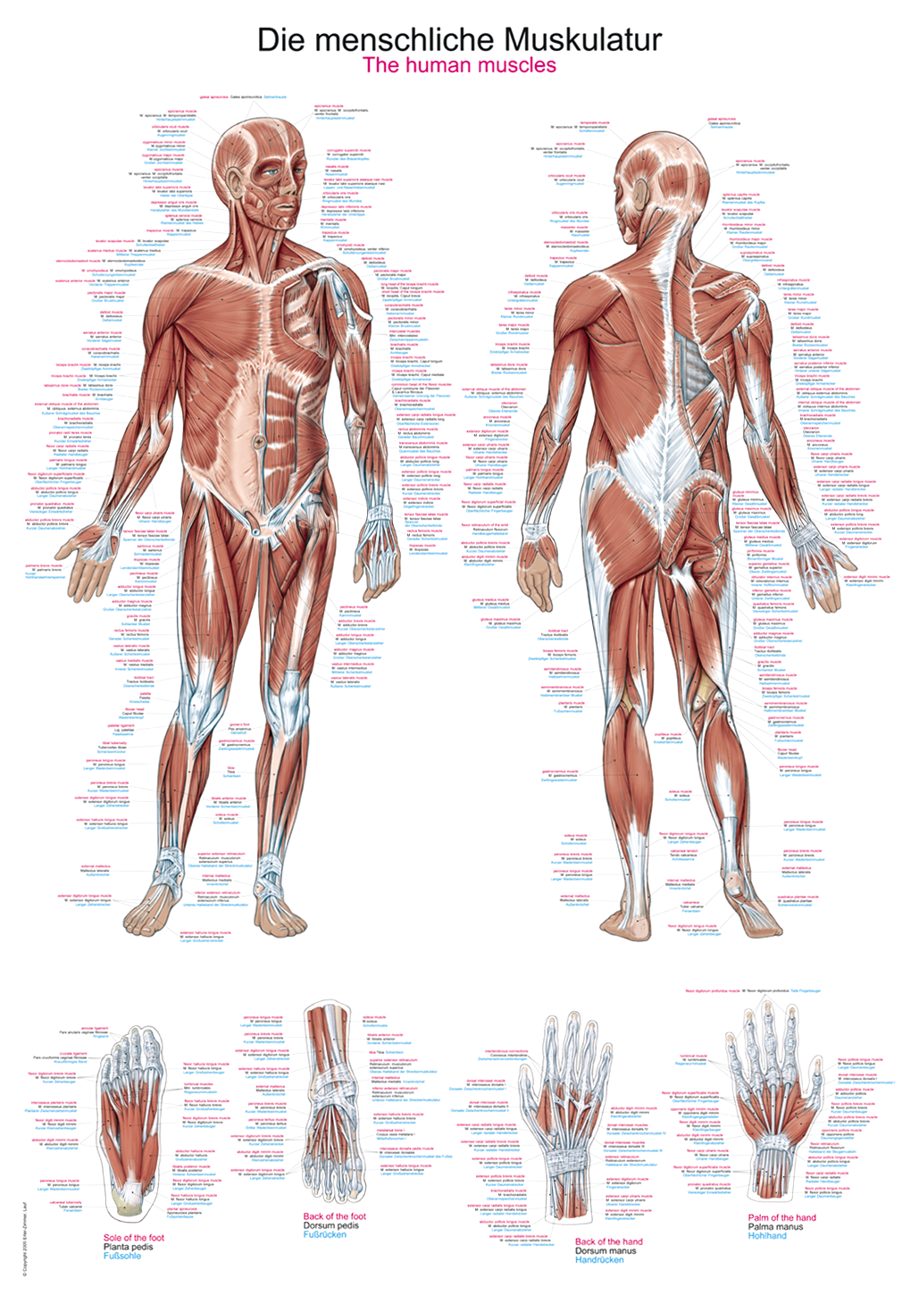 AL100:Anatomische Lehrtafel -  Die menschliche Muskulatur, Anatomieposter, Anatomietafel