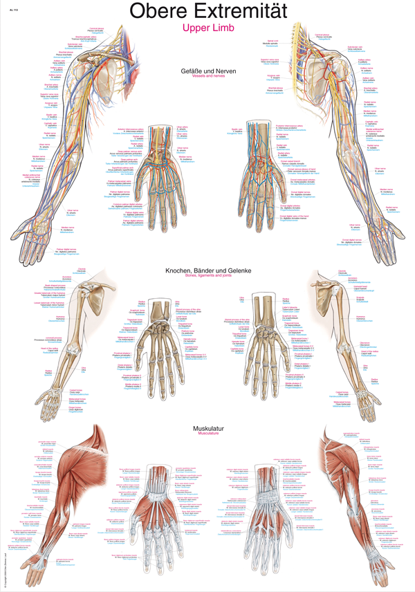 Anatomische Lehrtafel "Obere Extremität", Anatomieposter, Anatomietafel
