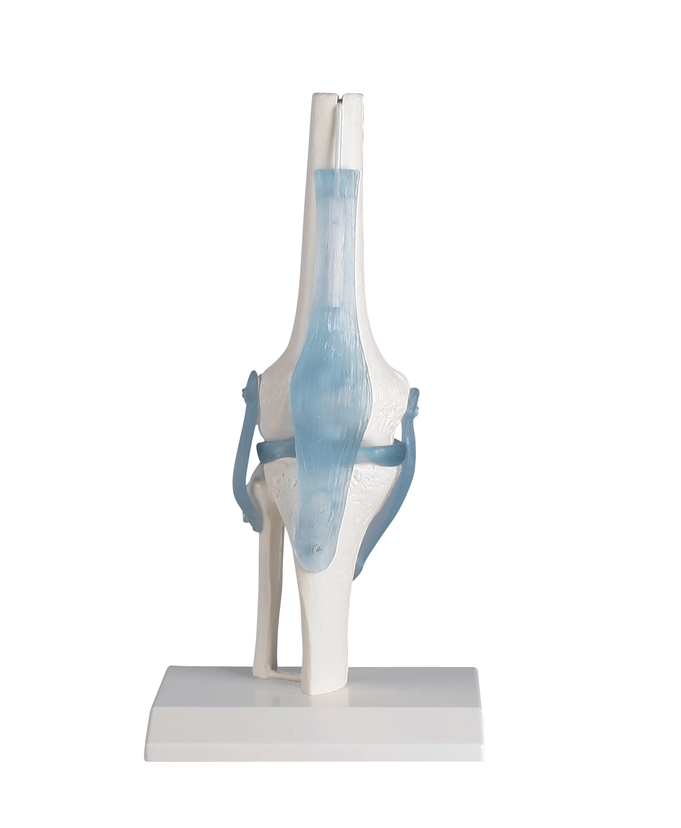Kniegelenk mit Bändern