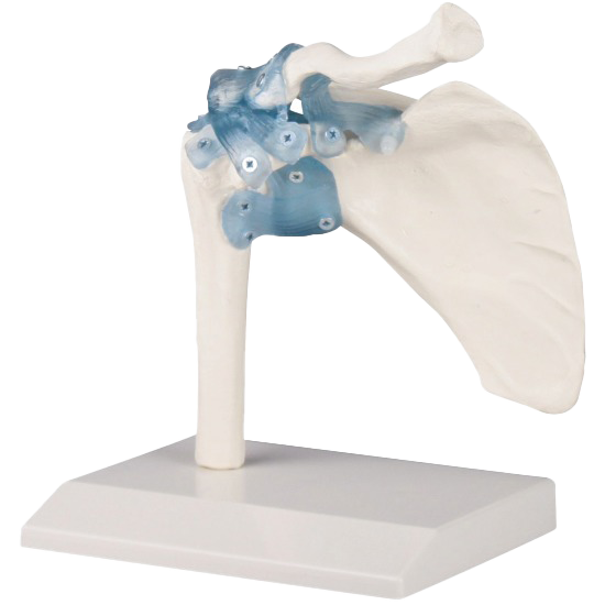 4550:Schultergelenk mit Bändern