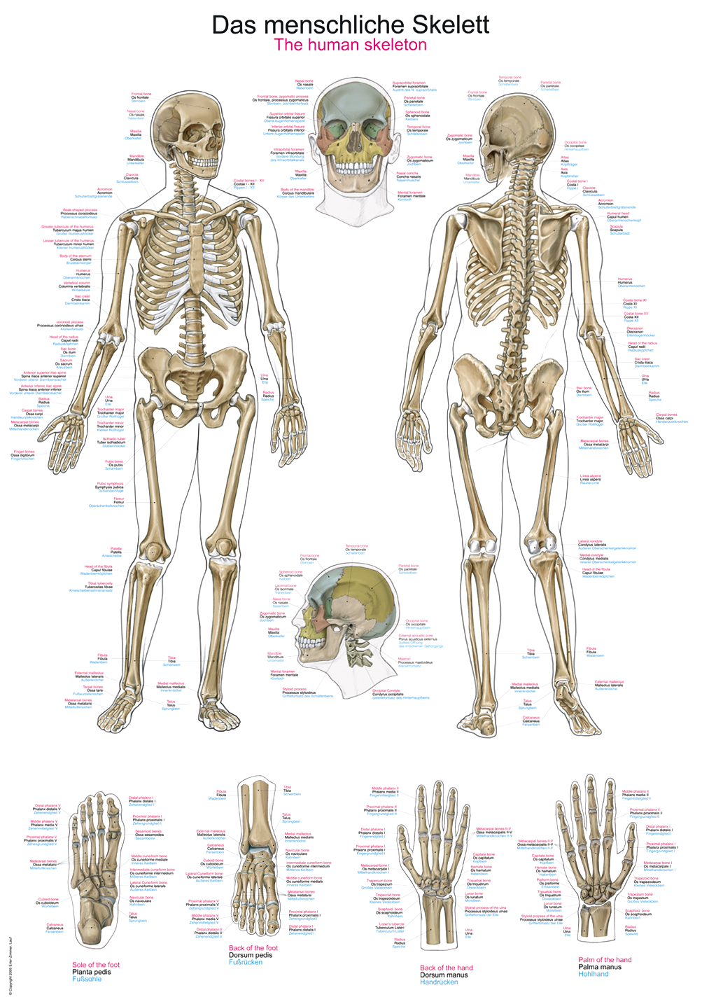 AL102:Anatomische Lehrtafel -  Die menschliche Muskulatur, Anatomieposter, Anatomietafel