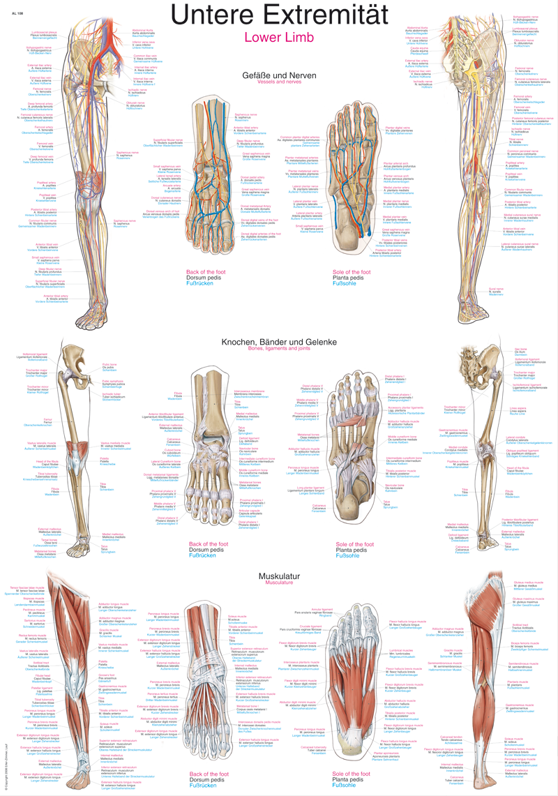 AL108:Anatomische Lehrtafel -  Die menschliche Muskulatur, Anatomieposter, Anatomietafel
