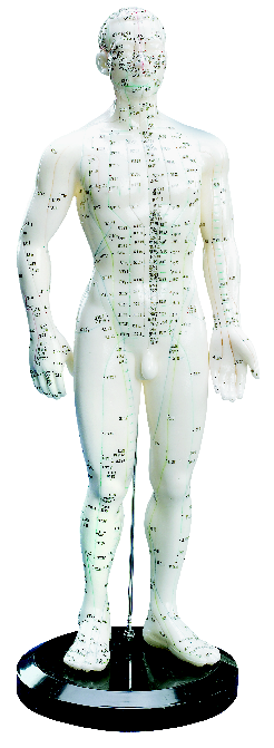 Akupunkturmodelle aus Kunststoff