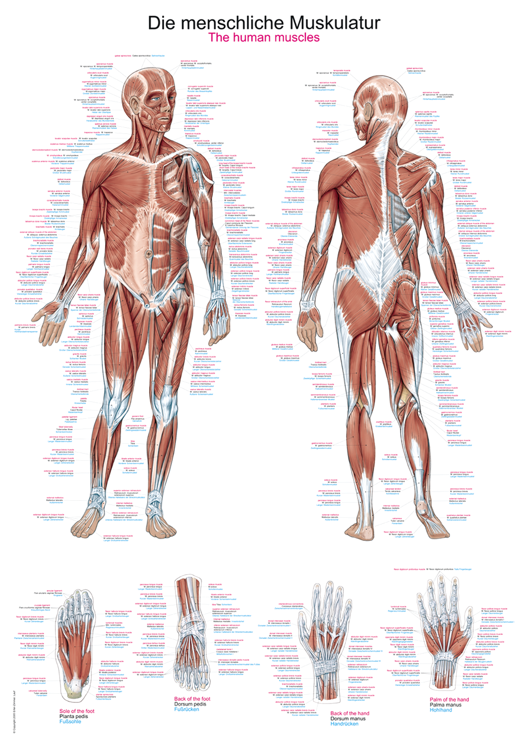Anatomische Lehrtafel