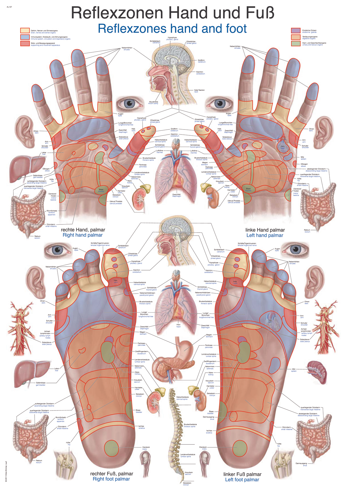 AL127:Lehrtafel "Reflexzonen Hand & Fuß", Schautafel, Unterrichtstafel